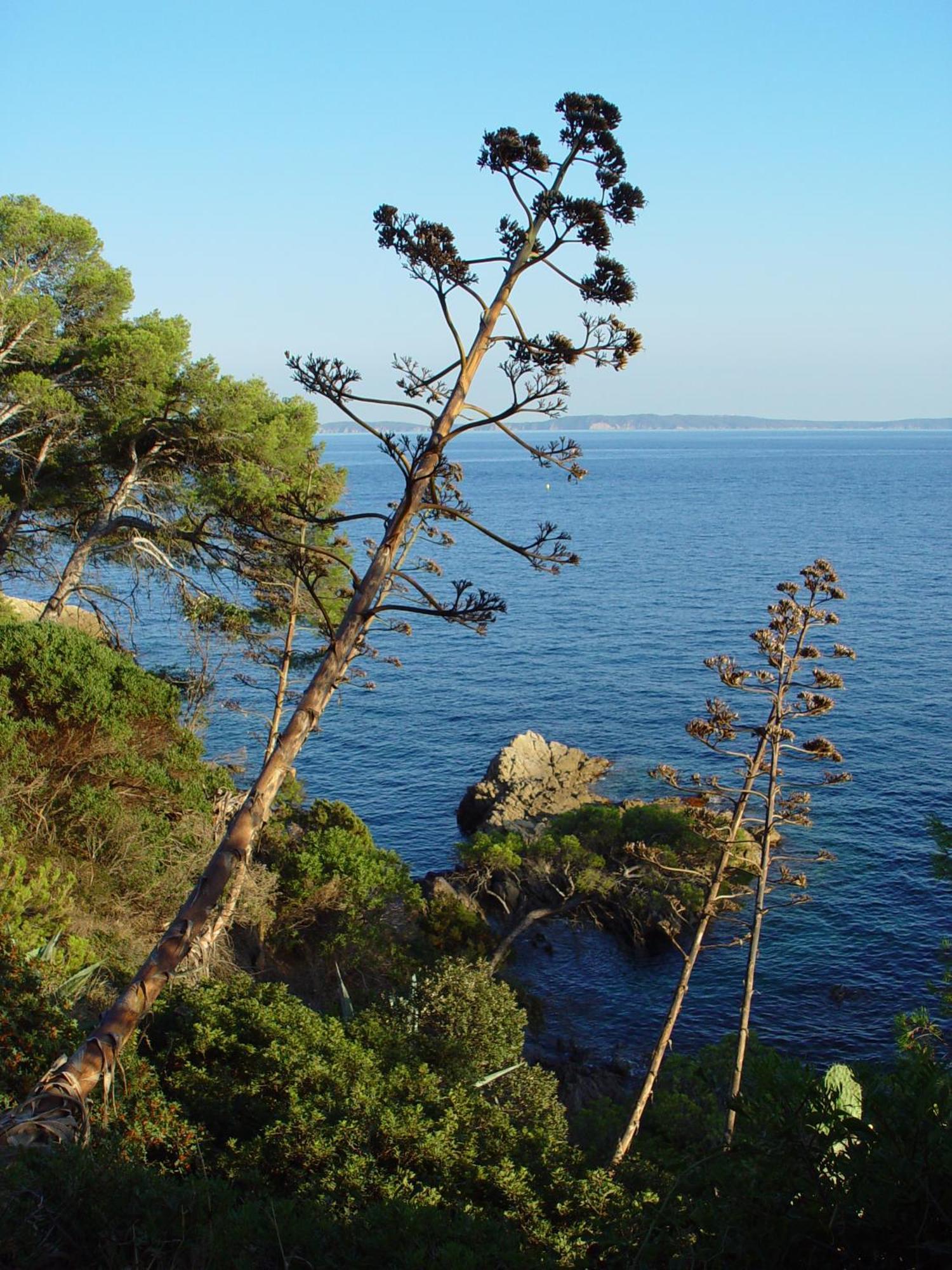 Les Alcyons Hotel Le Lavandou Buitenkant foto